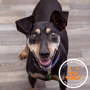 Franklin is a sweet and spunky senior boy whos full of love and ready to be par