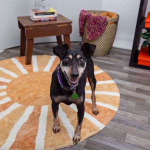 Franklin Manchester Terrier Dog