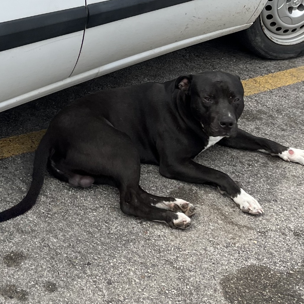 Quiet Riot ($0 June Adoption Promo)