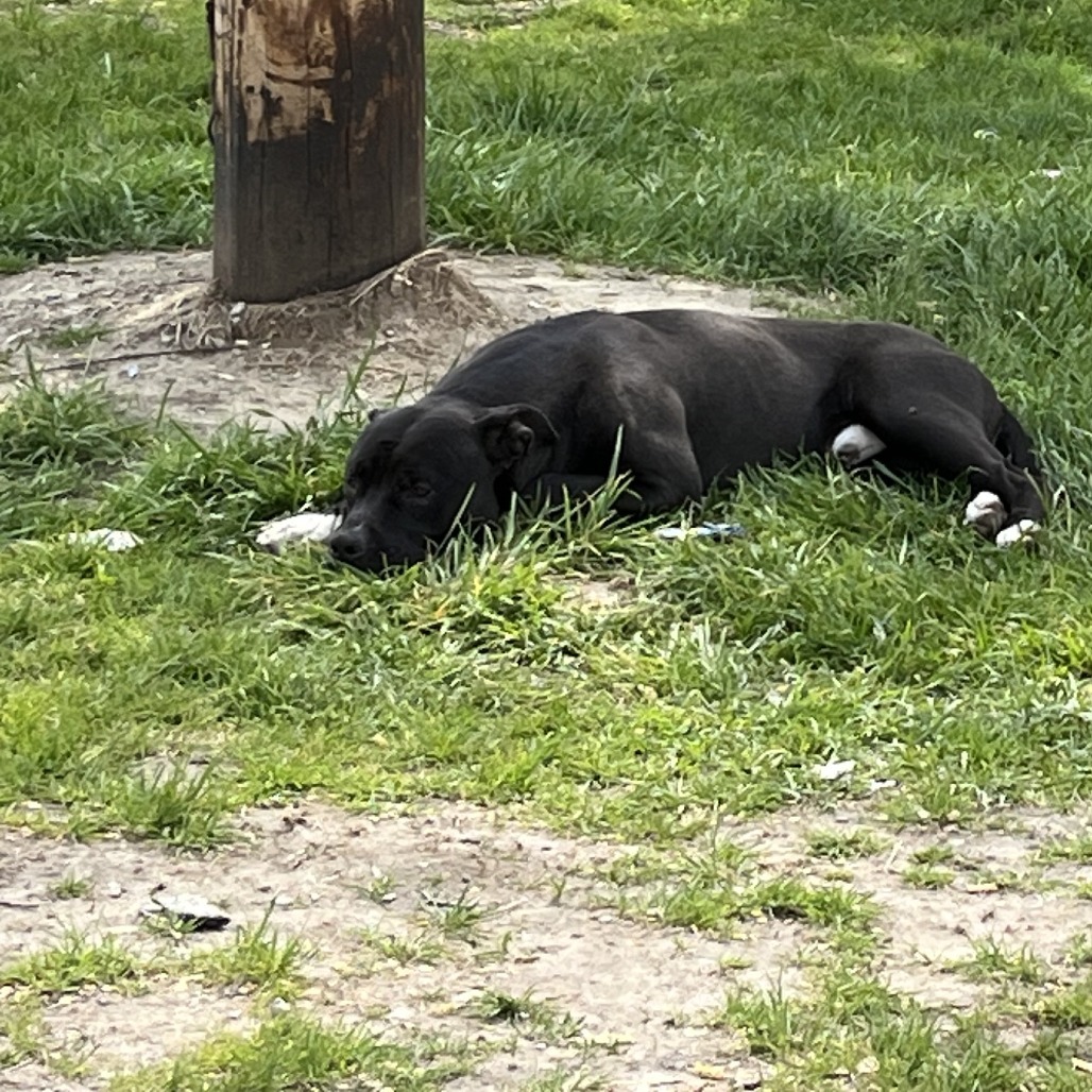 Quiet Riot ($0 June Adoption Promo)