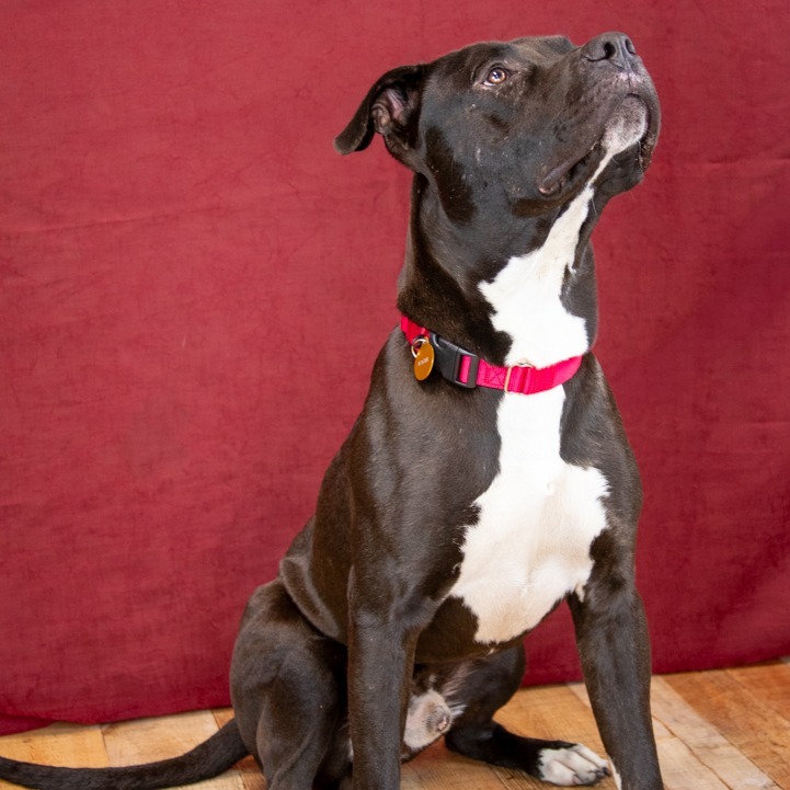 Quiet Riot ($0 June Adoption Promo)