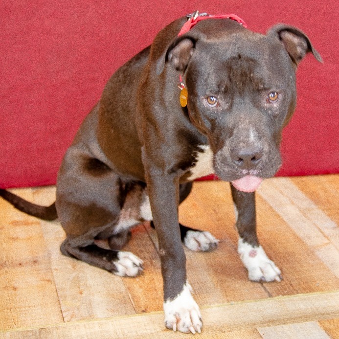 Quiet Riot ($0 June Adoption Promo)