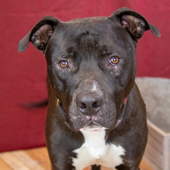 Quiet Riot ($0 June Adoption Promo)