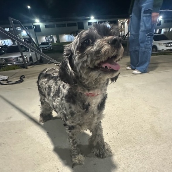 Tater, an adoptable Cockapoo in Nashville, TN, 37204 | Photo Image 1