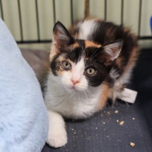 This playful girl is an immensely friendly and social cat Shes sweet and inter