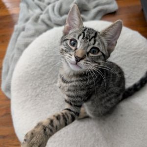 He is the silky slim one of the trio with typical tabby coloring and the cutes