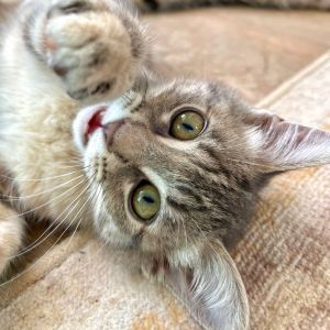 Hi My name is Sky Even though I am the smallest kitten in my litter I make up for it