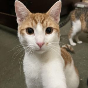 Sweet kitty Tangerine was rescued from the streets starving and scared along wit