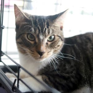 Indy is a handsome short-haired brown tabby and white male young adult with ever