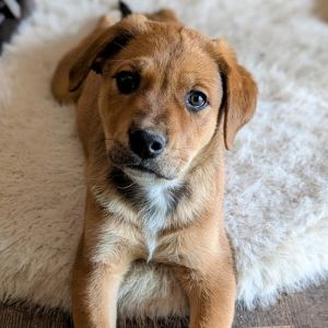 Dog for adoption - 290, a Labrador Retriever Mix in Parker