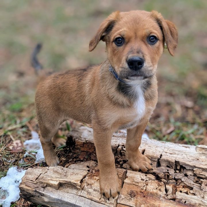 Dog for adoption - 290, a Labrador Retriever Mix in Parker