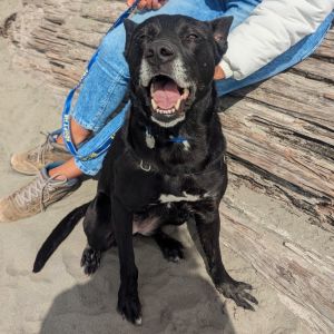Pixie is ready for her next chapter and shes really hoping it involves playtime treats and plent