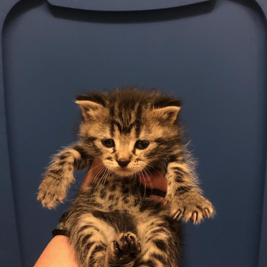 Clawdette