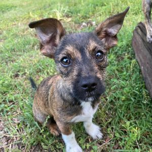 Finnick, Baby Male Chihuahua
