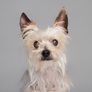 Napoleon D17246, Senior Male Yorkshire Terrier