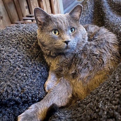 Smokey C64986