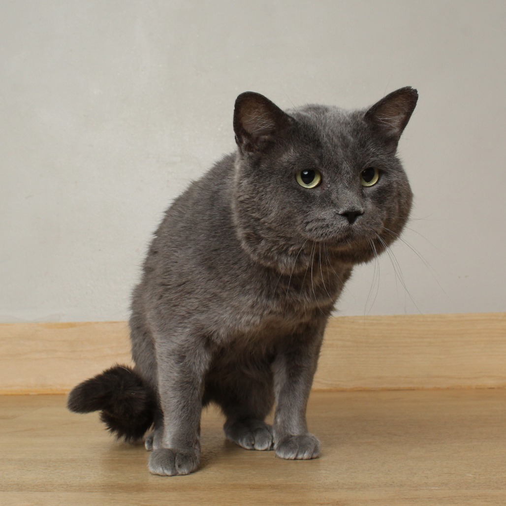 Smokey C64986