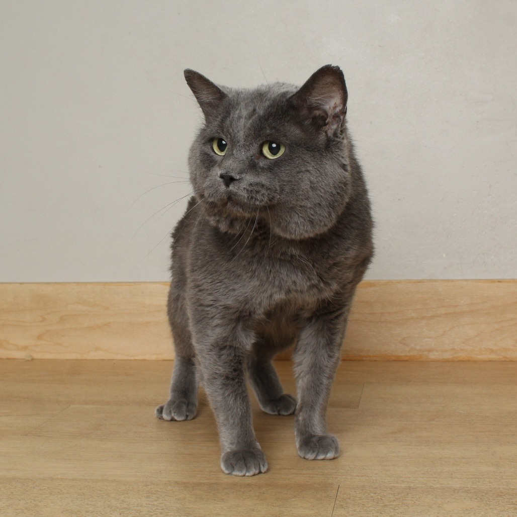 Smokey C64986