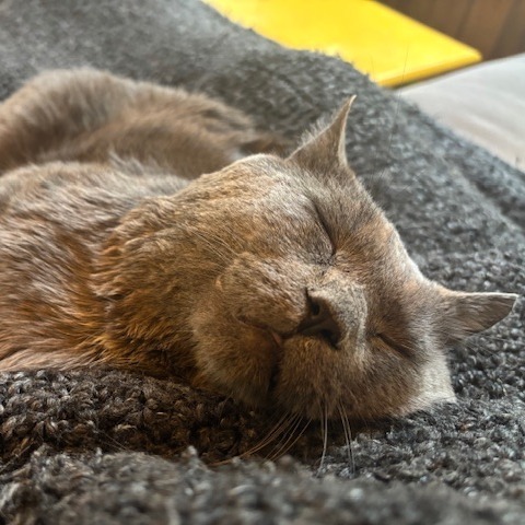 Smokey C64986