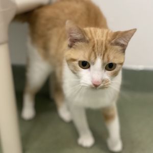 Biscuit, Adult Female Domestic Short Hair