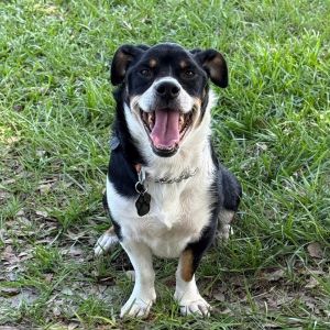 Marlowe Rufus, Young Male Mixed Breed