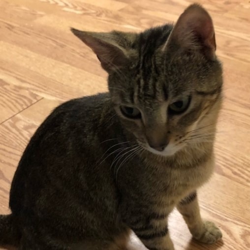 Lyla