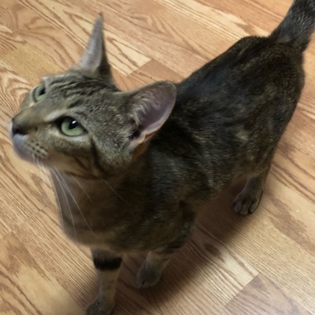 Lyla