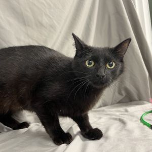 Mercedes, Young Female Domestic Short Hair