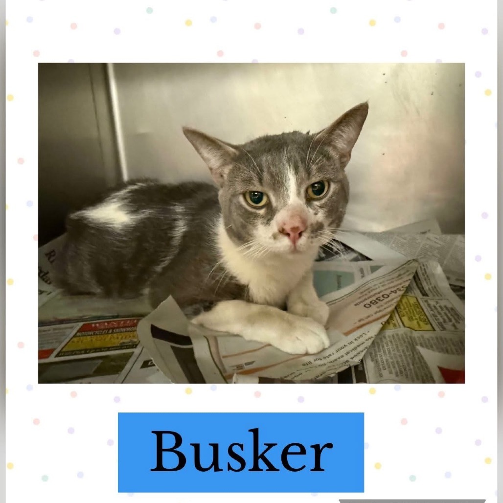 Busker