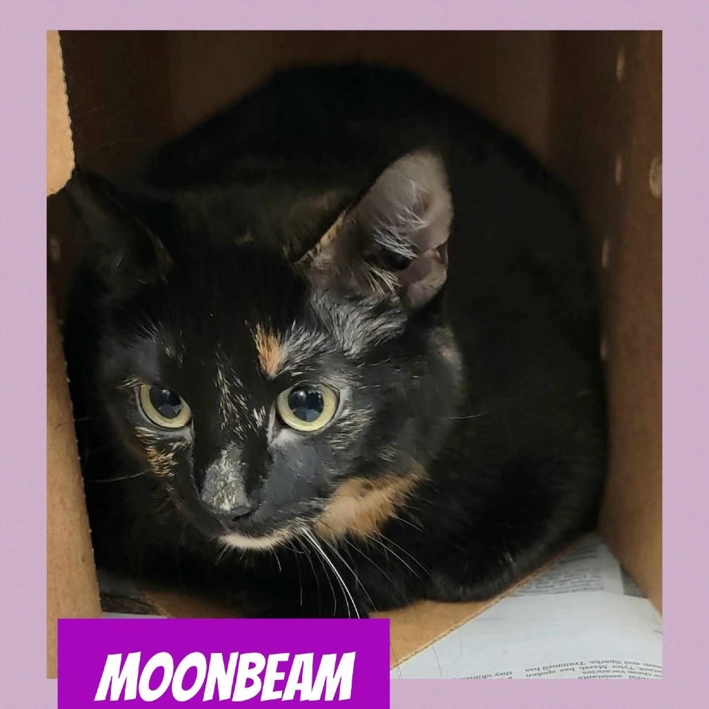 Moonbeam