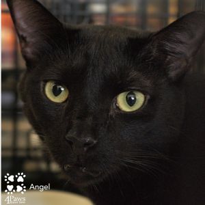 Angel Llanos, Adult Male unknown