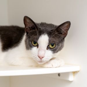 Moonlight Domestic Short Hair Cat