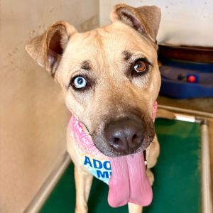 Martin, Adult Male Terrier
