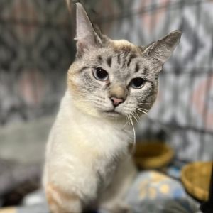 Yelena, Young Female Siamese