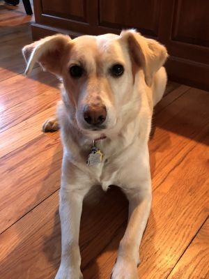 Hope, Adult Female Golden Retriever