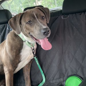 Texas Hold Em, Adult Male Pit Bull Terrier