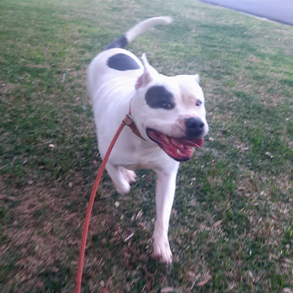 Bonita