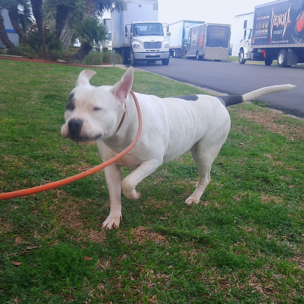 Bonita