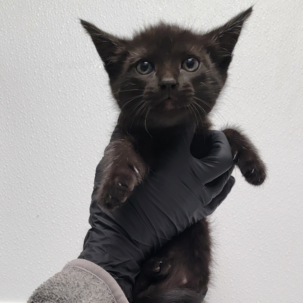 Maraca, an adoptable Domestic Short Hair in Abilene, TX, 79602 | Photo Image 1