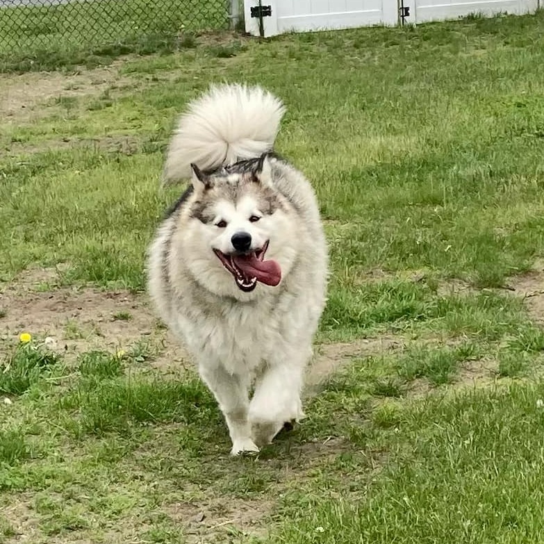 Nova