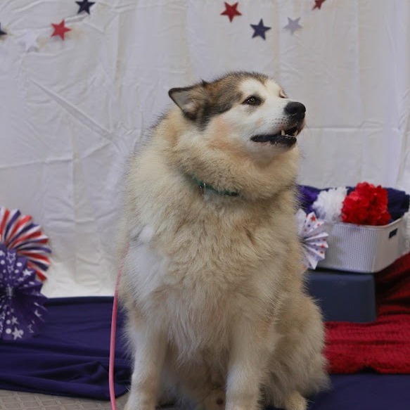 Nova