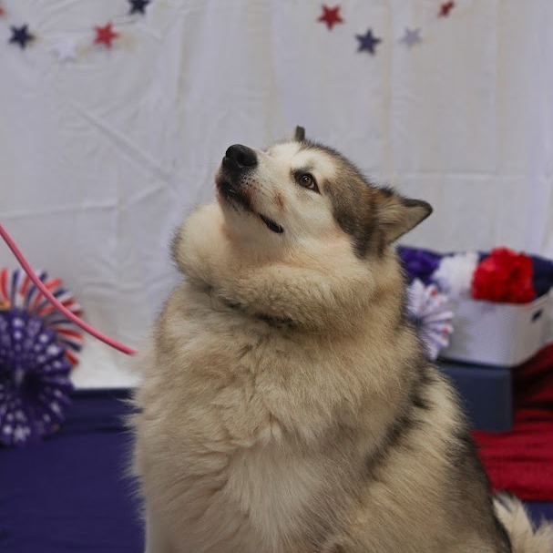 Nova