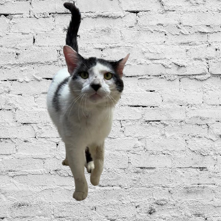 Chuck Taylor, an adoptable Domestic Short Hair in Tuscaloosa, AL, 35401 | Photo Image 1