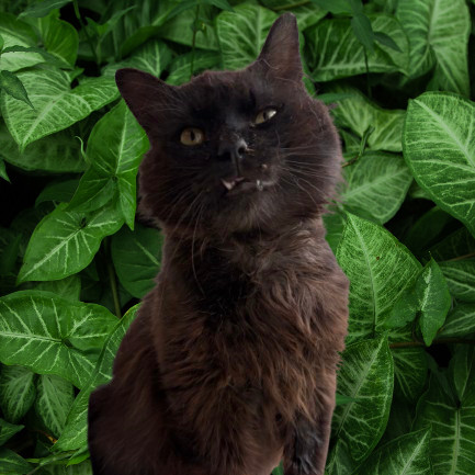 Bruce Wayne, an adoptable Domestic Medium Hair in Tuscaloosa, AL, 35401 | Photo Image 1