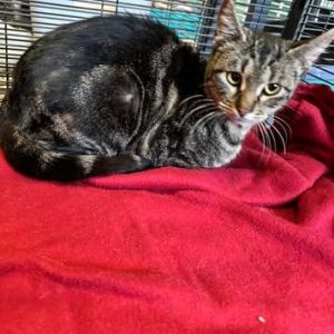 Celene, Young Female Domestic Short Hair