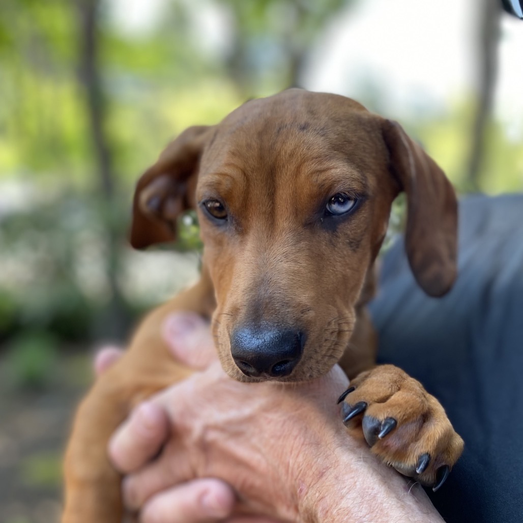 Cortado