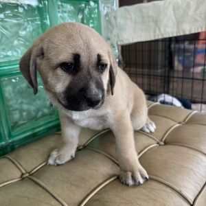 This trio is looking for a foster home for about three weeks They need to stay together for develop
