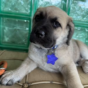 Meet Dartagnan one of The Three Musketeers in 10-week-old puppy form This large mix pup possibly