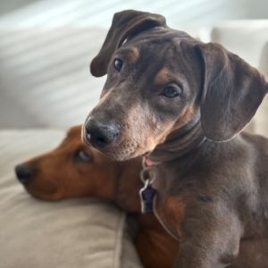 Frappe is all puppy and doing well in his foster home with the resident dogs and kids His foster re