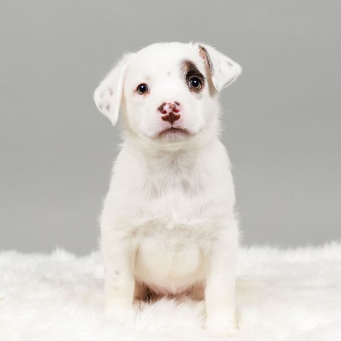 Mochi